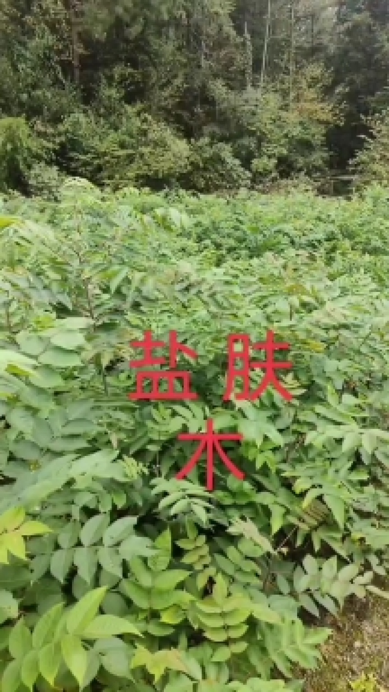 盐肤木#五倍子苗#倍子树苗成活率高对接全国量大从优