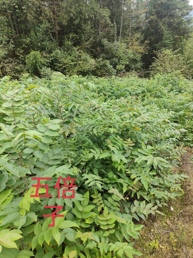 盐肤木#五倍子苗#倍子树苗成活率高对接全国量大从优
