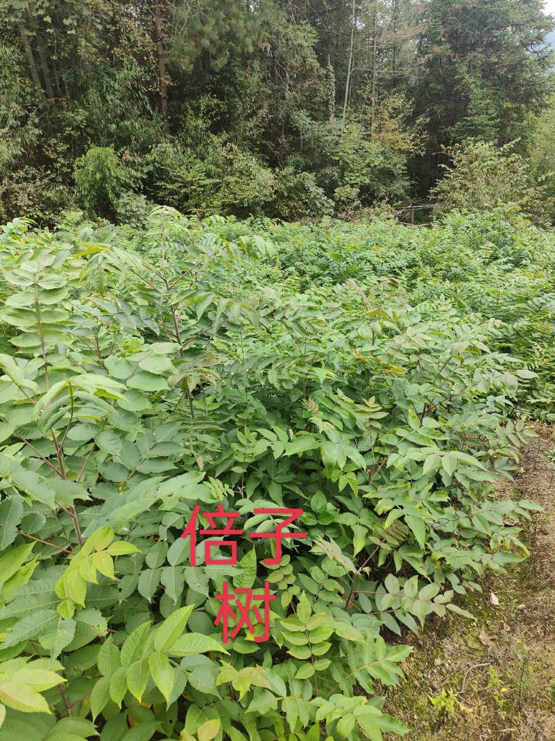 盐肤木#五倍子苗#倍子树苗成活率高对接全国量大从优