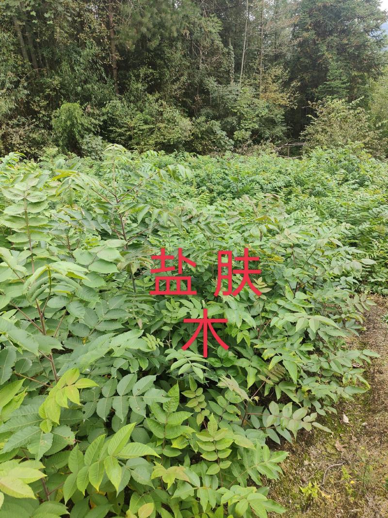 盐肤木#五倍子苗#倍子树苗成活率高对接全国量大从优