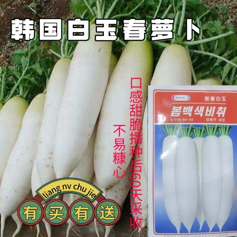 韩国白玉萝卜种子杂交白玉春萝卜种子菜种子庭院大田