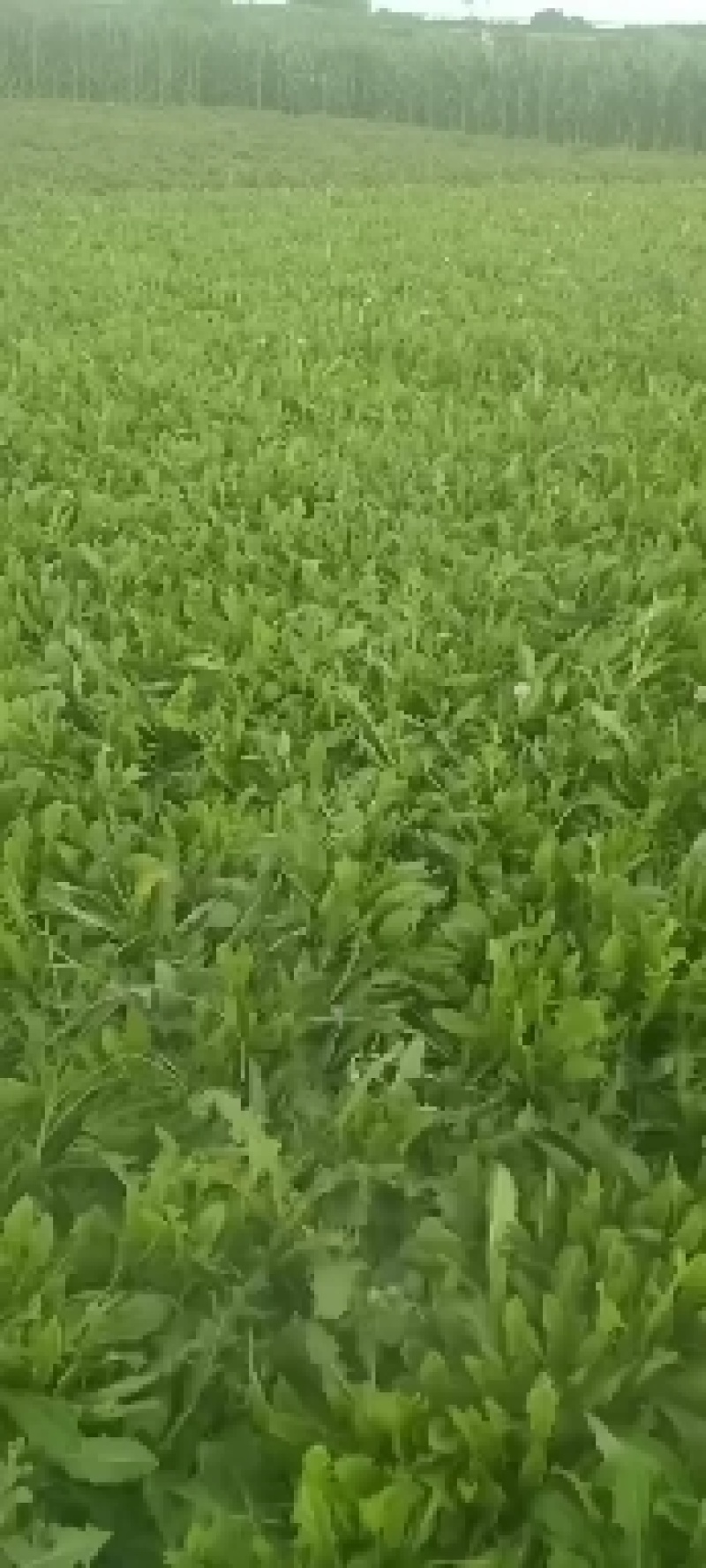 蒲公英种子婆婆丁种子，5斤以上非边远地区包邮！