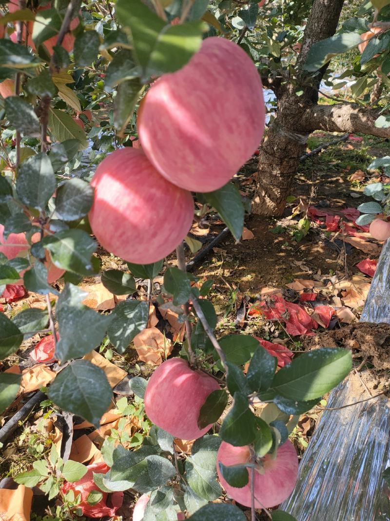 山东红富士苹果口感好甜度高量大货源充足。