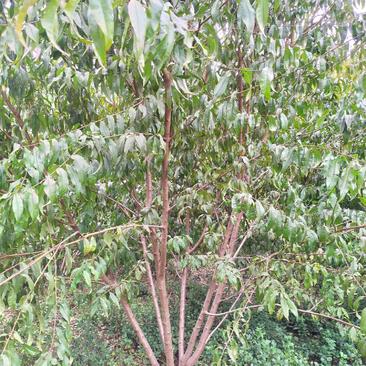 丛生红叶碧桃，高度3米以上.冠幅2.50米以上，