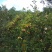 油茶籽干货中小籽30年老树手挑子最后两千多斤，价格优惠