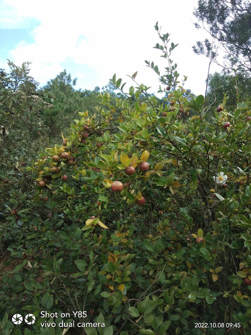 油茶籽干货中小籽30年老树手挑子最后两千多斤，价格优惠