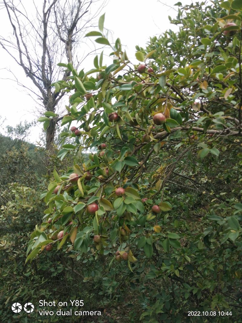 油茶籽干货中小籽30年老树手挑子最后两千多斤，价格优惠