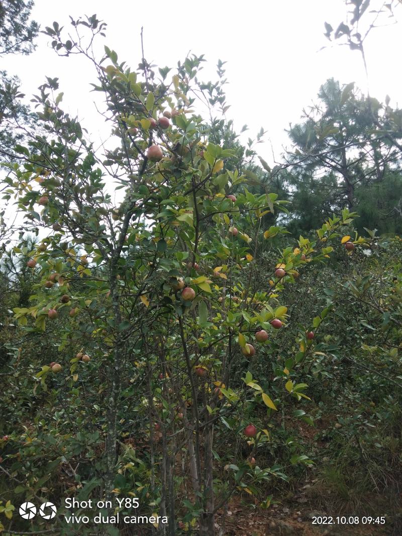 油茶籽干货中小籽30年老树手挑子最后两千多斤，价格优惠