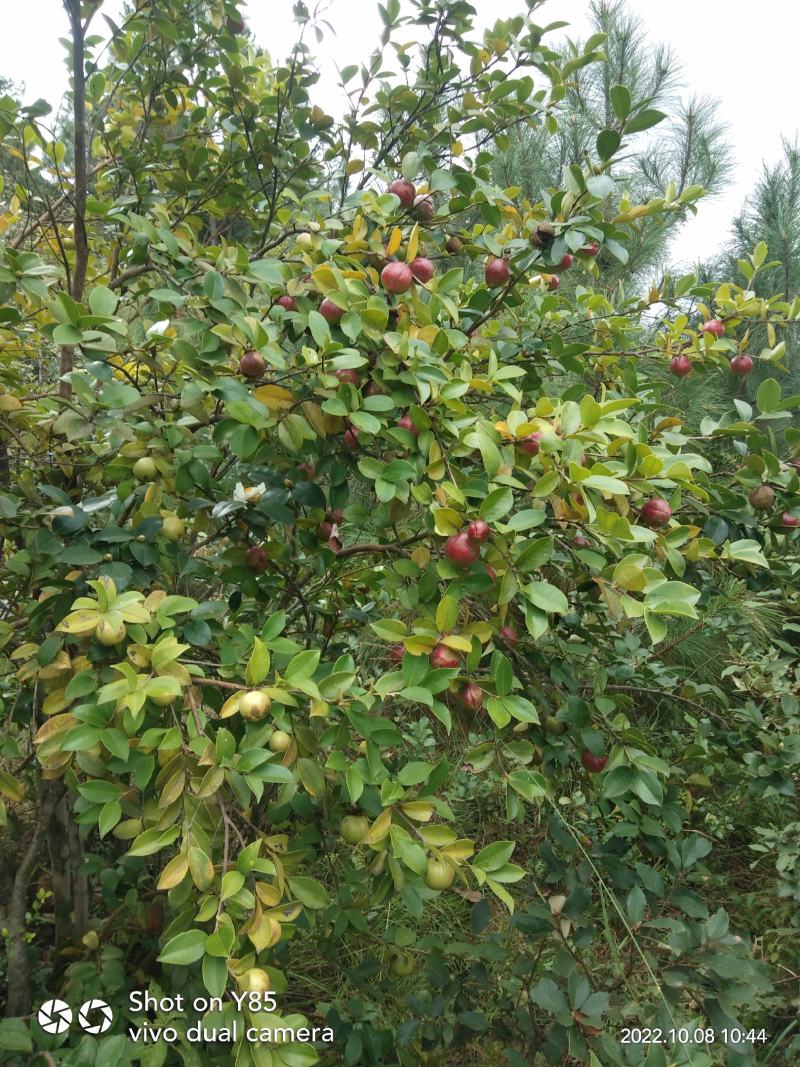 油茶籽干货中小籽30年老树手挑子最后两千多斤，价格优惠