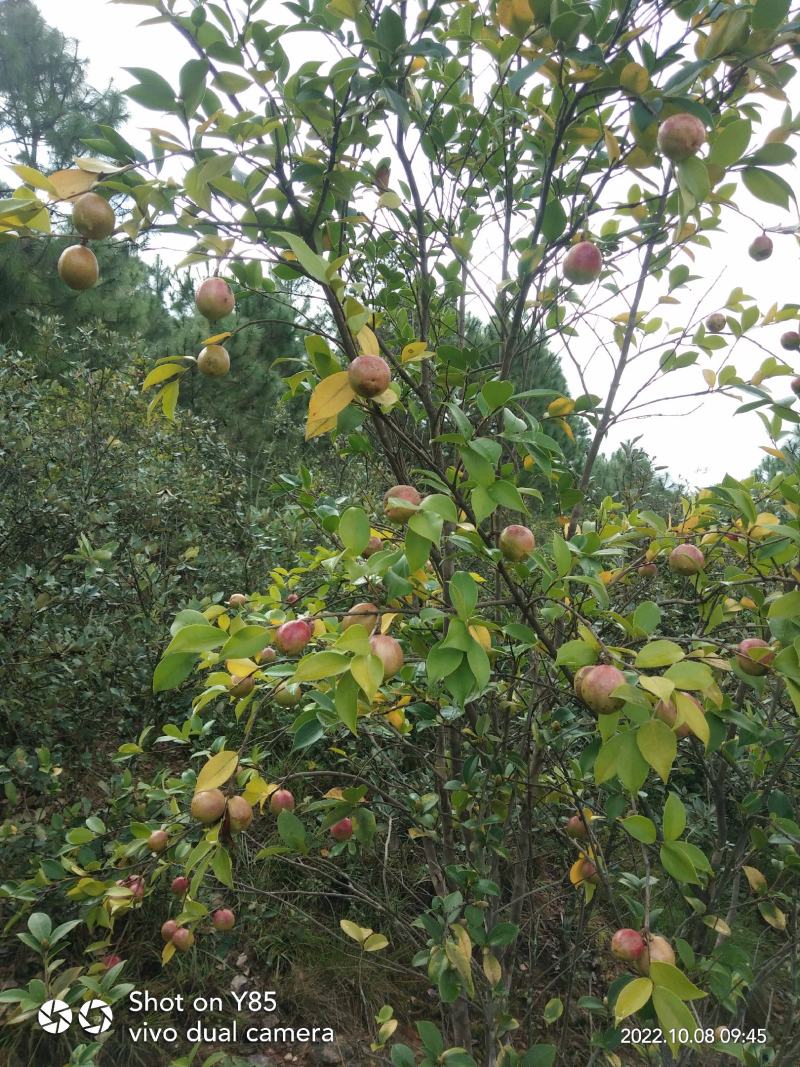油茶籽干货中小籽30年老树手挑子最后两千多斤，价格优惠