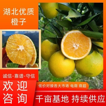 秭归脐橙九月红果冻橙产地直供渠道对接/集采定制/一件代发