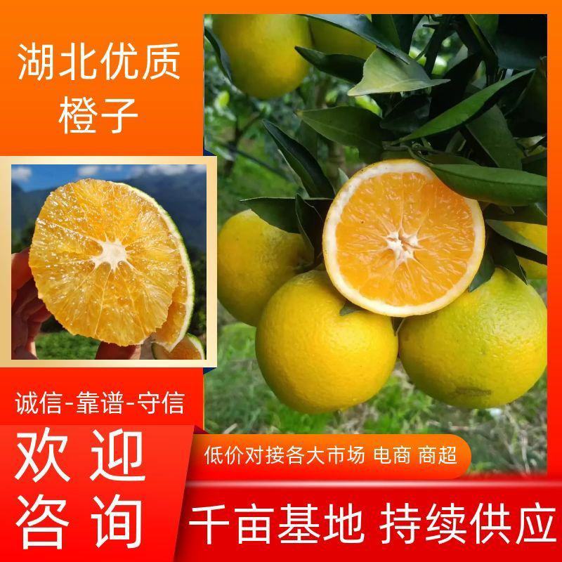 秭归脐橙九月红果冻橙产地直供渠道对接/集采定制/一件代发