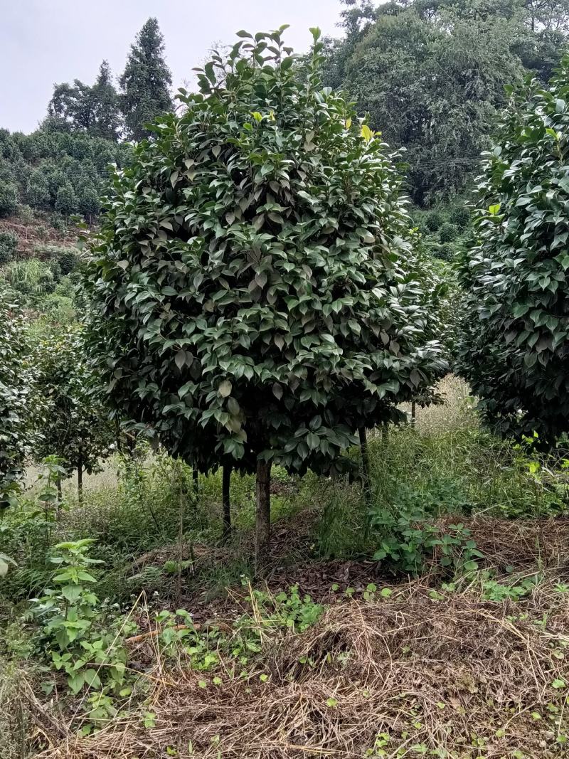 茶花绿化苗树，分枝点三十到五十