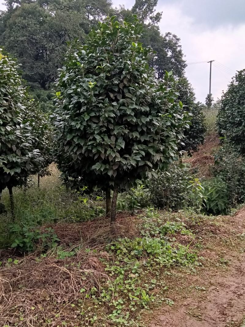 茶花绿化苗树，分枝点三十到五十