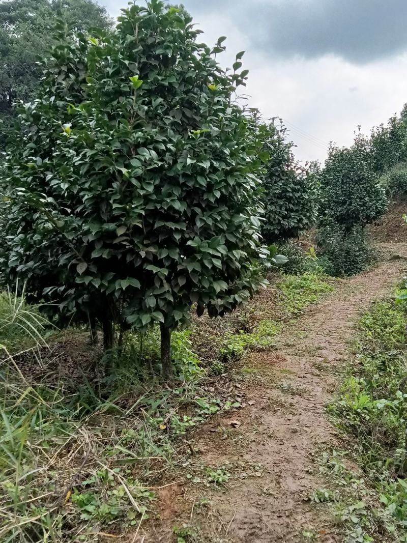 茶花绿化苗树，分枝点三十到五十