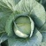 扁包菜，奥奇娜莲花白上市中，无虫无裂耐运输有需要的联系