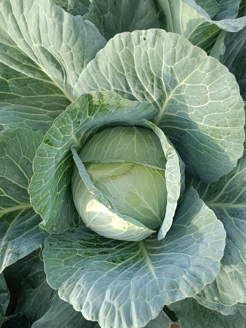 扁包菜，奥奇娜莲花白上市中，无虫无裂耐运输有需要的联系