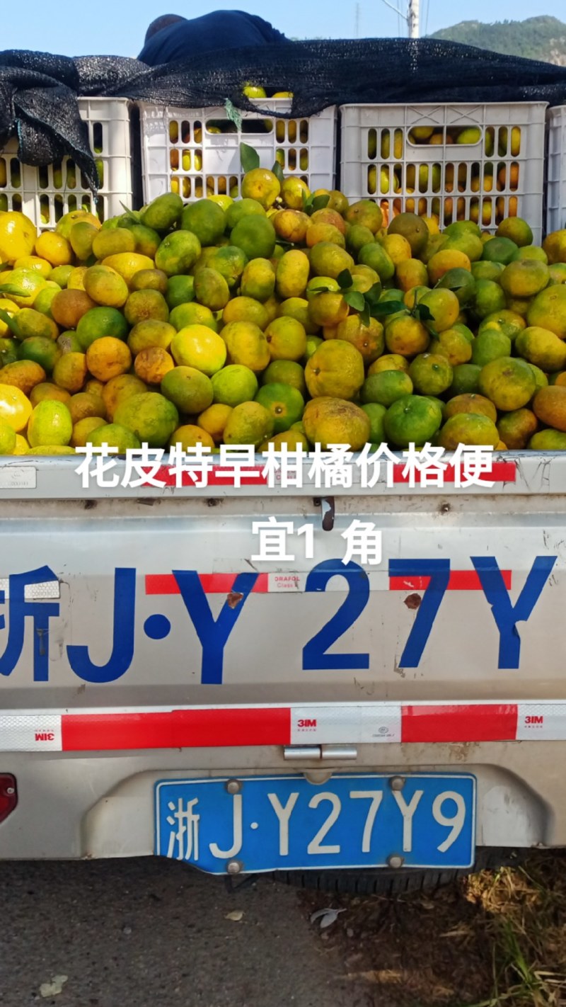 特早柑橘今年桔子少。不丰收价格便宜0.9