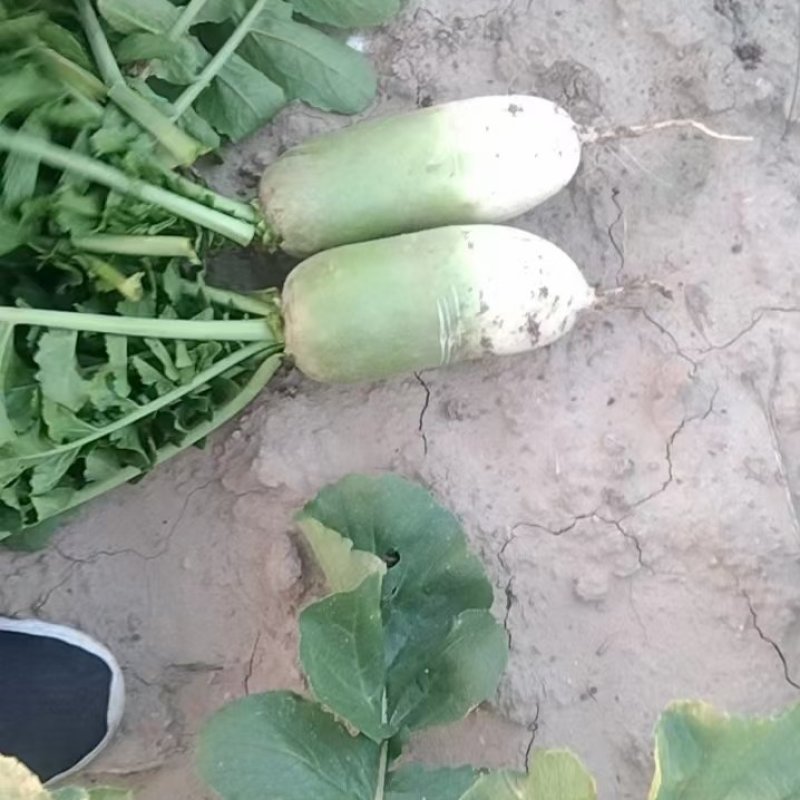精品供应自家种的青萝卜，货源充足，可大量供应电商超市等