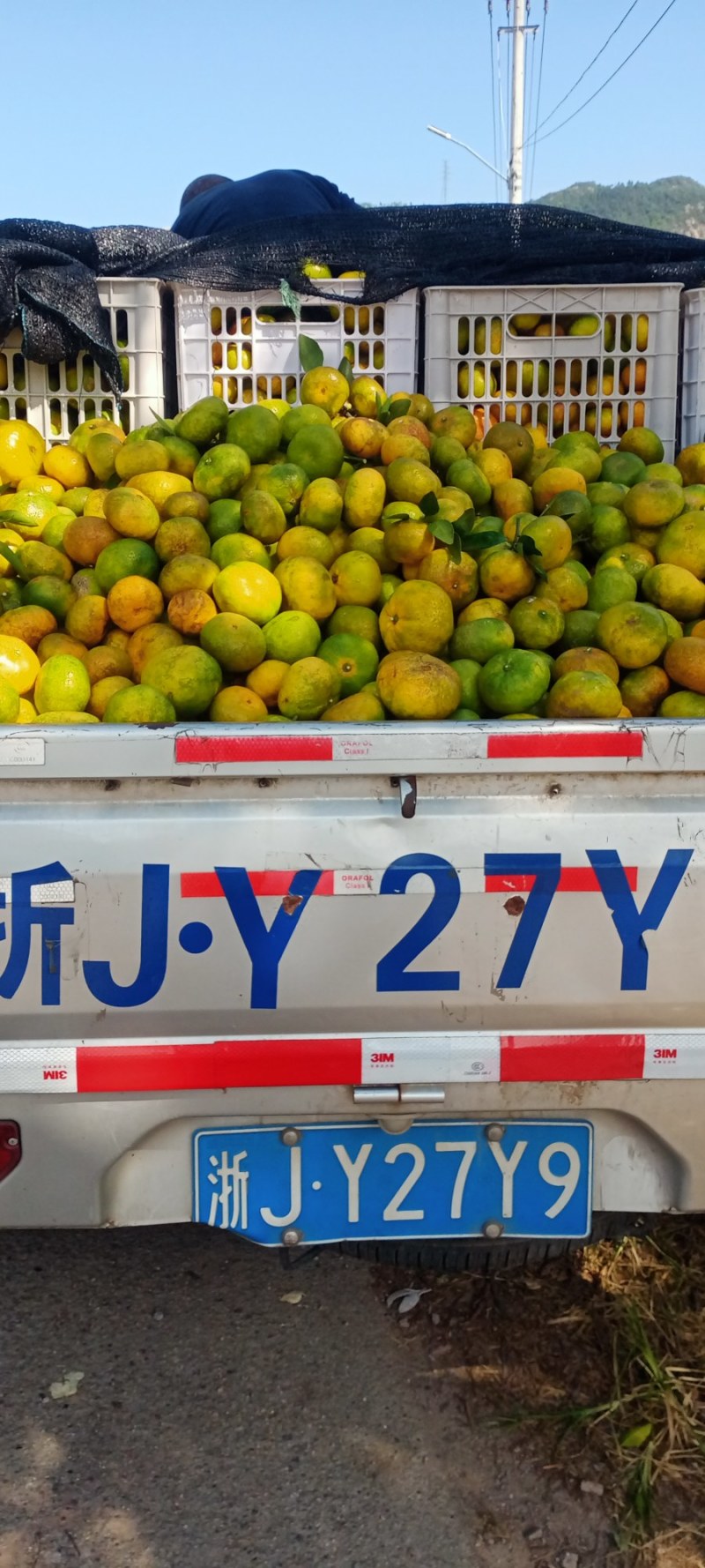 特早柑橘价格便宜089