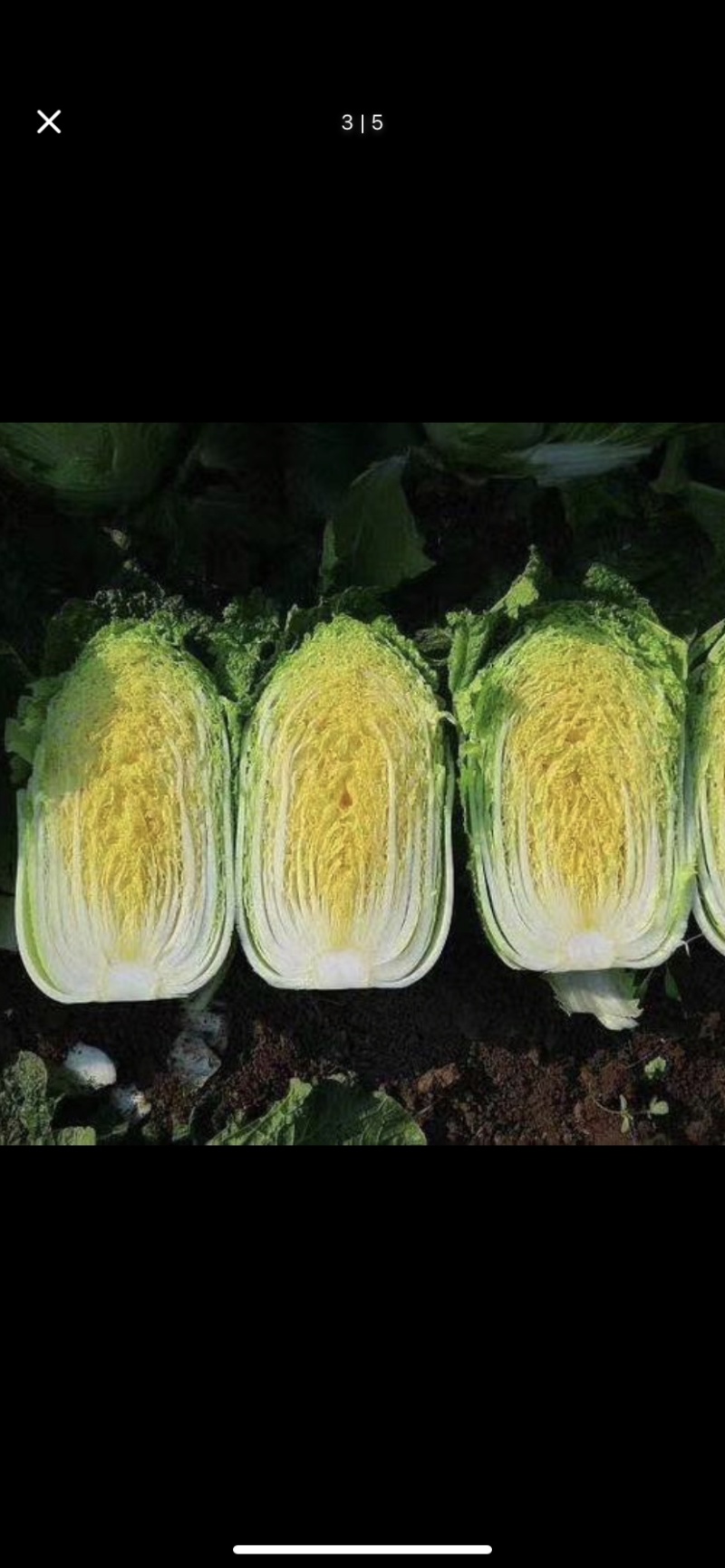 玲珑黄大黄心白菜