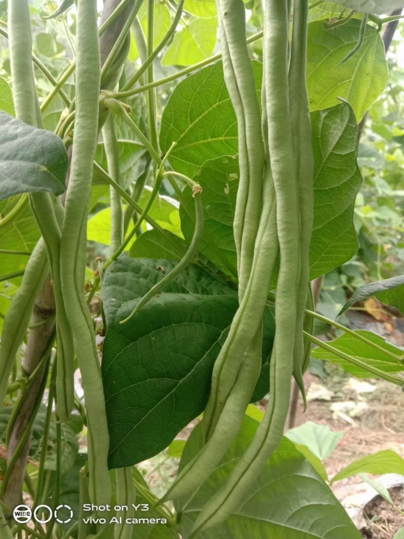 精品无筋豆新苗上市