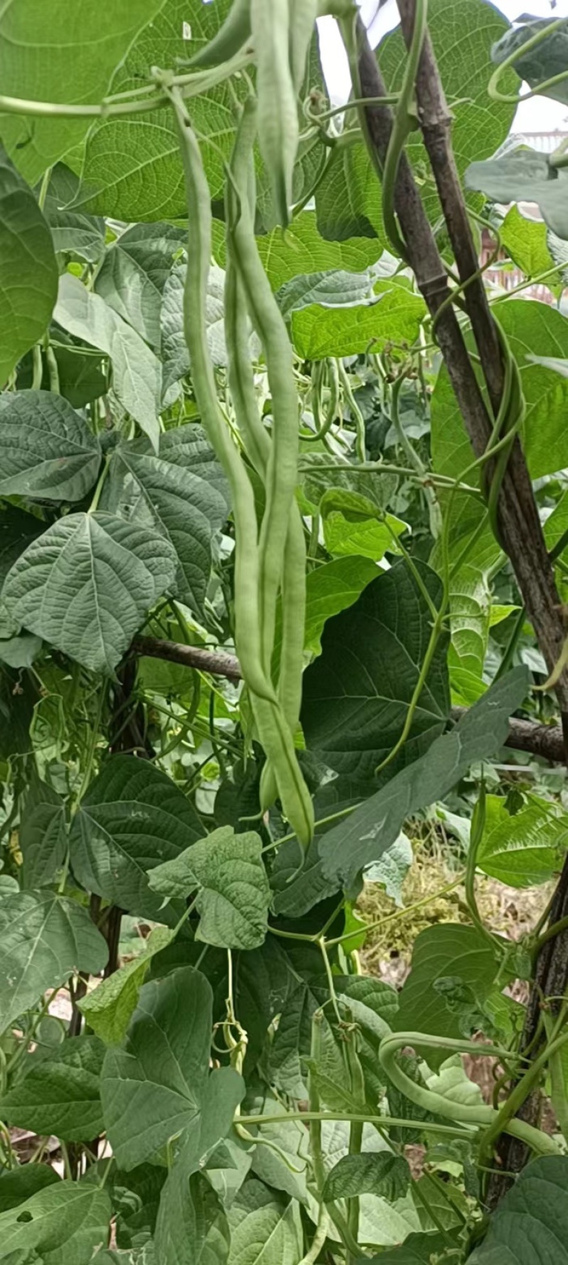 精品无筋豆新苗上市