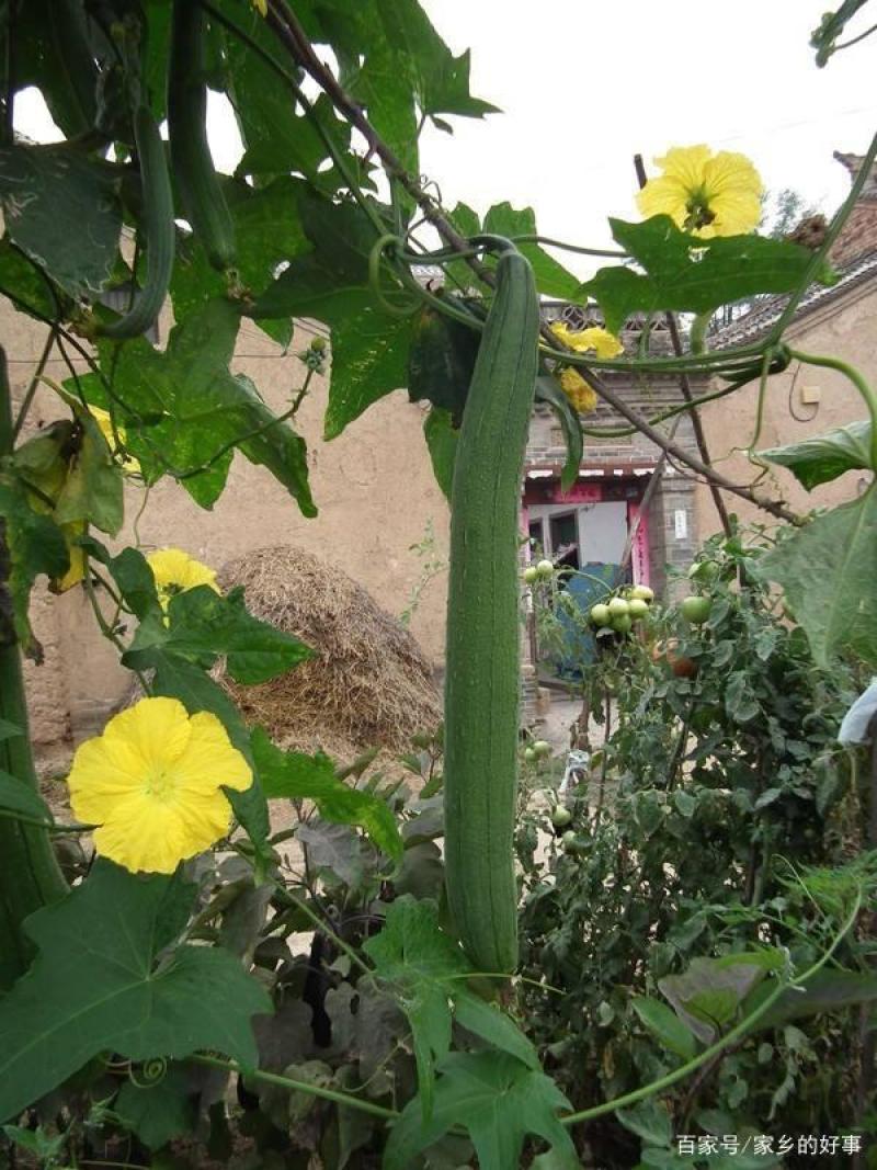 金盛达香丝瓜种子四季播早熟座果强长条形味香适应性好抗病高