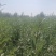 沙棘苗火棘球带刺植物庭院围墙篱笆植物四季常青耐寒