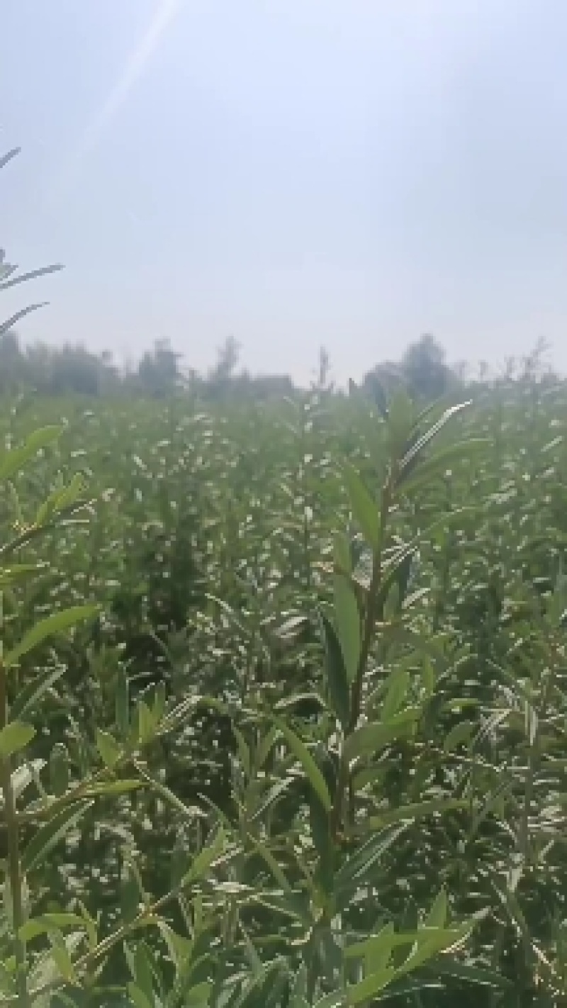 沙棘苗火棘球带刺植物庭院围墙篱笆植物四季常青耐寒