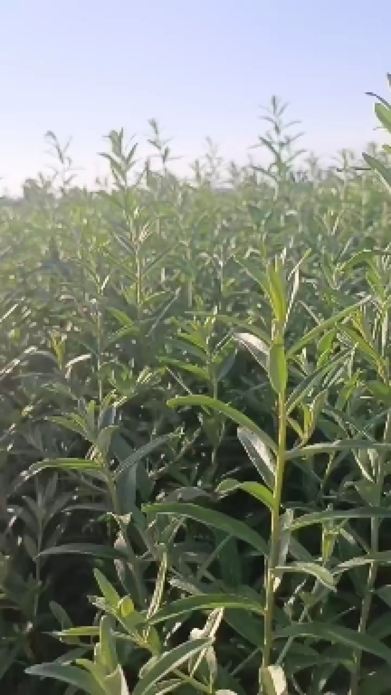 沙棘苗火棘球带刺植物庭院围墙篱笆植物四季常青耐寒