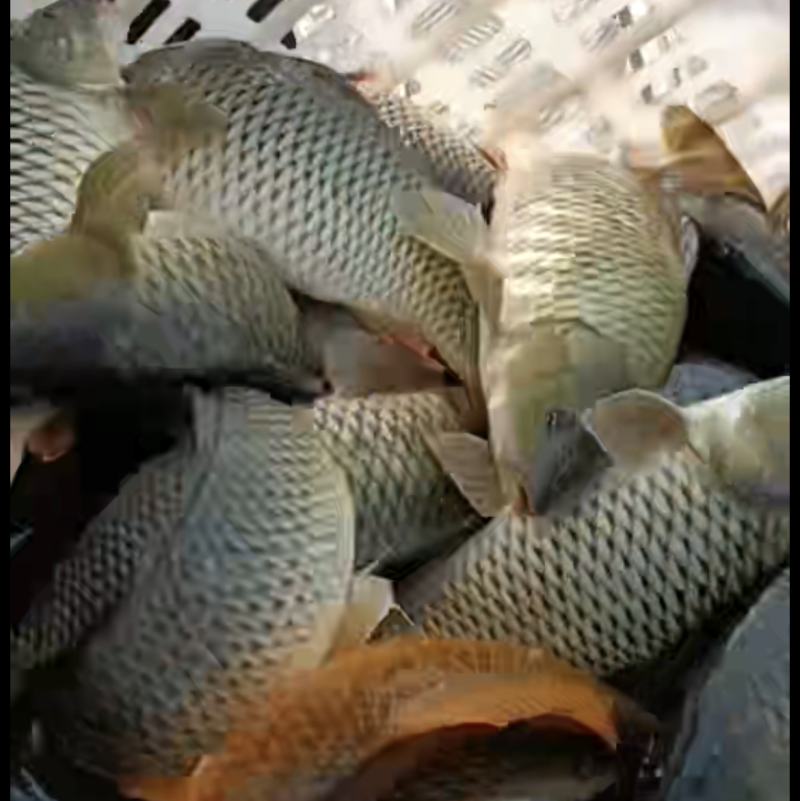 大鲤鱼，产地货源，品质保证，自家养殖，货源充足稳定。