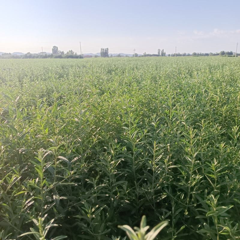 沙棘苗火棘球带刺植物庭院围墙篱笆植物四季常青耐寒