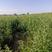 沙棘苗高25一60公分以上500万，苗地自产，手续齐全