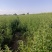 沙棘苗火棘球带刺植物庭院围墙篱笆植物四季常青耐寒