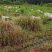 放牧山羊，，，散养草膘山羊。。。。。。。。。。。。。。。