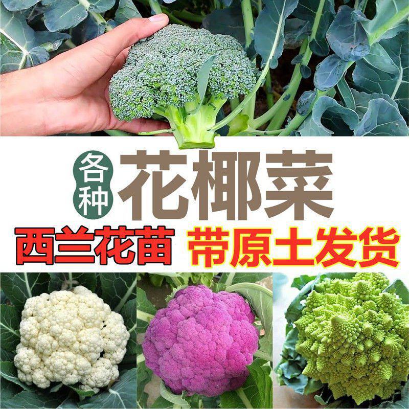 西蓝花苗穴盘带土发货西兰花苗量大从优炎秀抗寒
