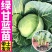 西蓝花苗穴盘带土发货西兰花苗量大从优炎秀抗寒