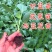 西蓝花苗穴盘带土发货西兰花苗量大从优炎秀抗寒