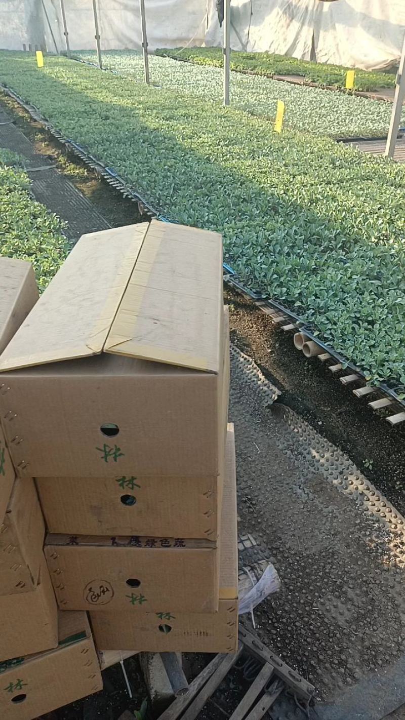 西蓝花苗穴盘带土发货西兰花苗量大从优炎秀抗寒