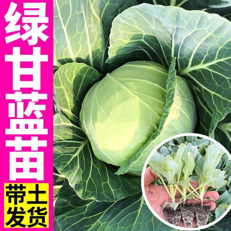 现挖现发西兰花苗炎秀抗寒甘蓝花菜苗莴笋苗青菜苗