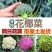 现挖现发西兰花苗炎秀抗寒甘蓝花菜苗莴笋苗青菜苗