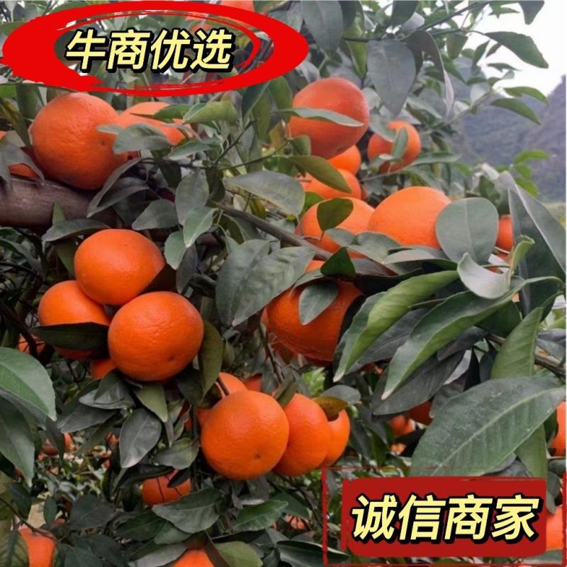 广西崇左市扶绥县沃柑海量供应货源充足需要的老总联系我..