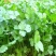 【精品】大叶香菜大量出货中品质优美可全国各地发货
