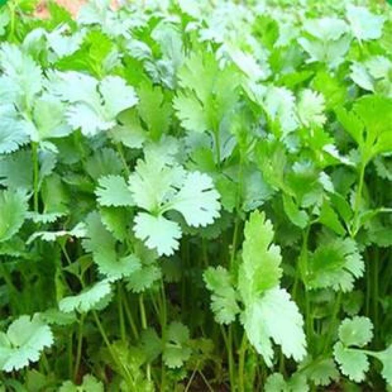 【精品】大叶香菜大量出货中品质优美可全国各地发货