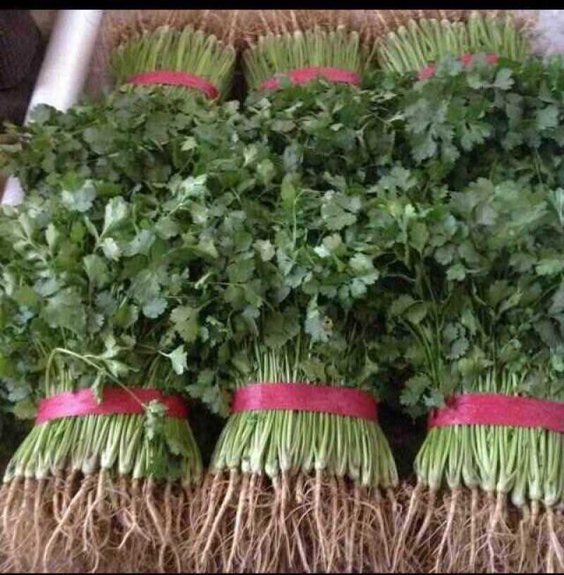 【精品】大叶香菜大量出货中品质优美可全国各地发货