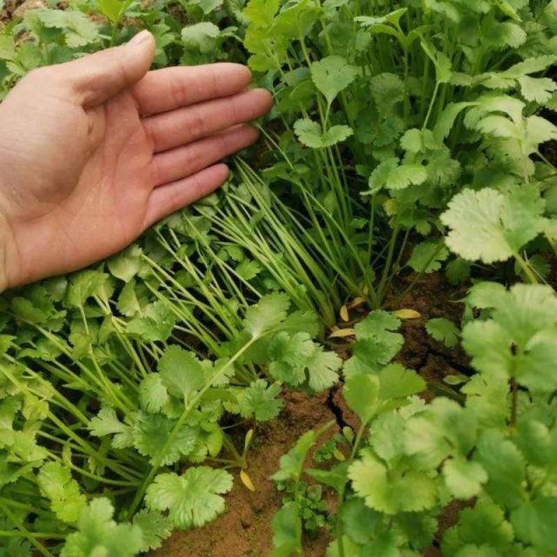 【精品】大叶香菜大量出货中品质优美可全国各地发货