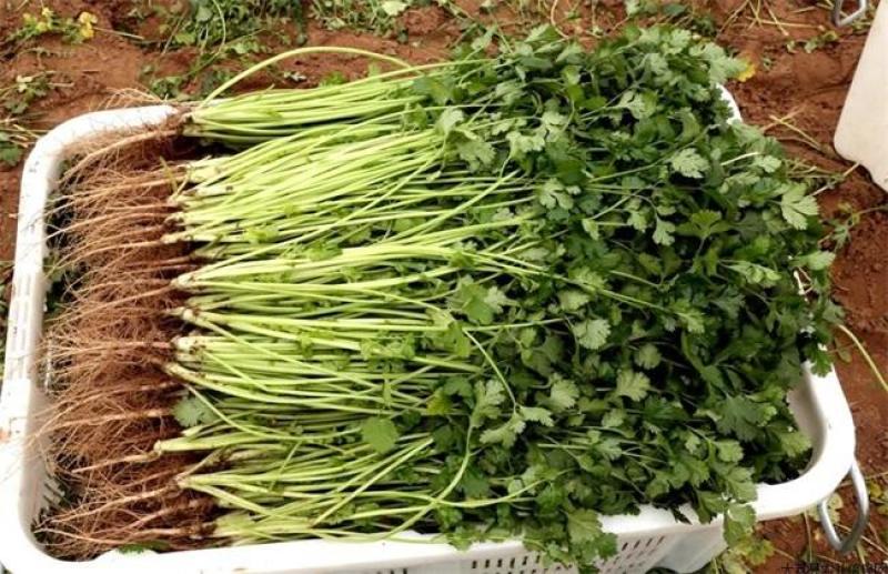 【精品】大叶香菜大量出货中品质优美可全国各地发货