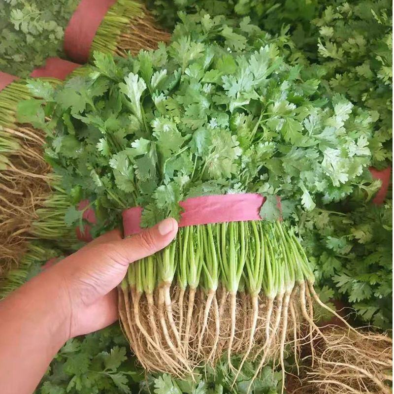 【精品】大叶香菜大量出货中品质优美可全国各地发货