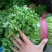 【精品】大叶香菜大量出货中品质优美可全国各地发货